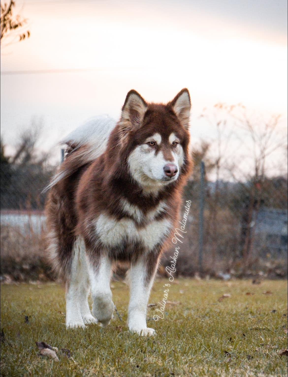 OFA Alaskan Malamute Pups breeder image 6