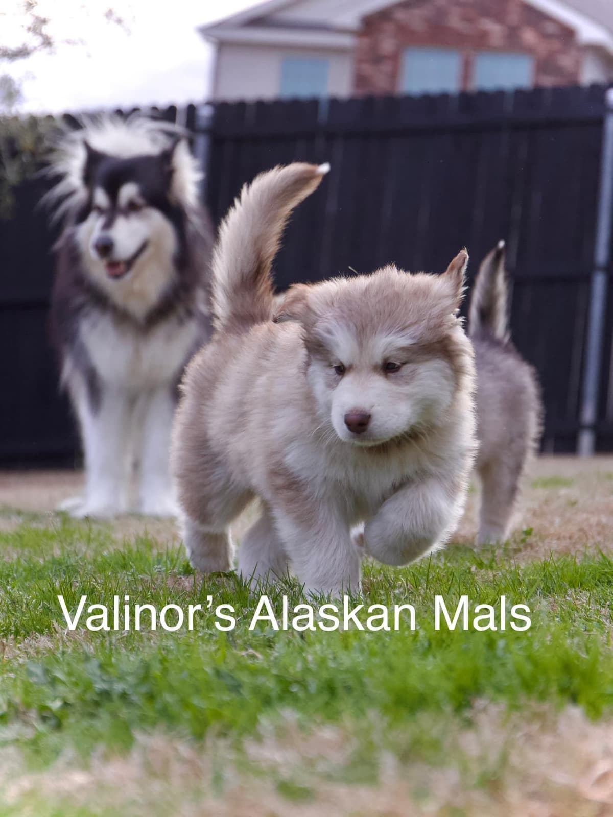 OFA Alaskan Malamute Pups breeder image 8