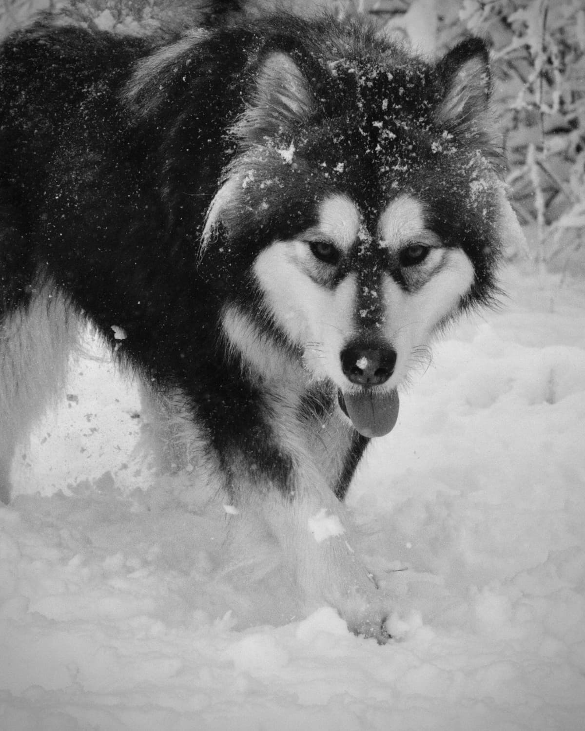 OFA Alaskan Malamute Pups breeder image 5