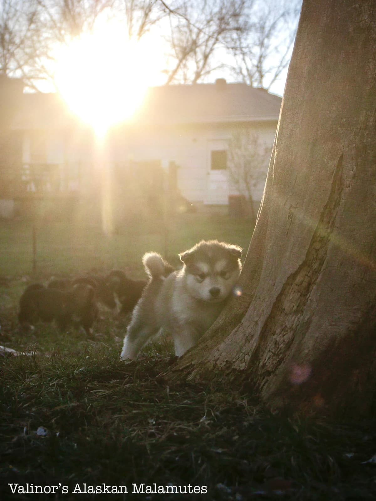 OFA Alaskan Malamute Pups breeder image 9