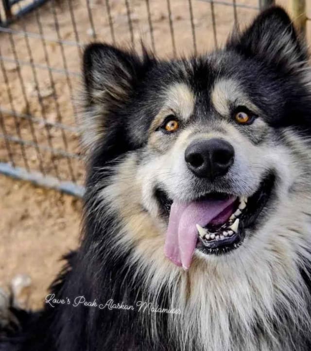 OFA Alaskan Malamute Pups media 2