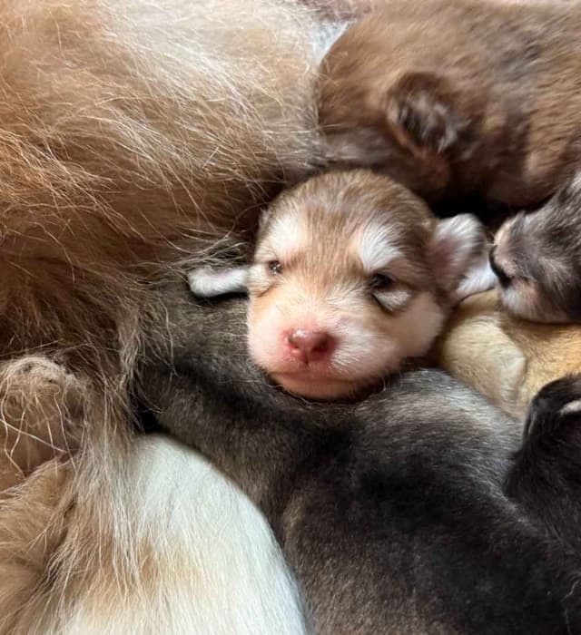 OFA Alaskan Malamute Pups media 4
