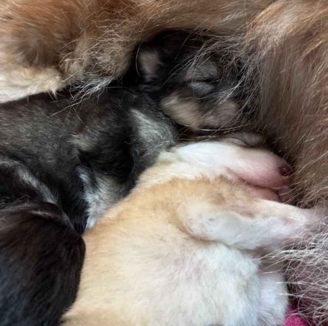 OFA Alaskan Malamute Pups media 5