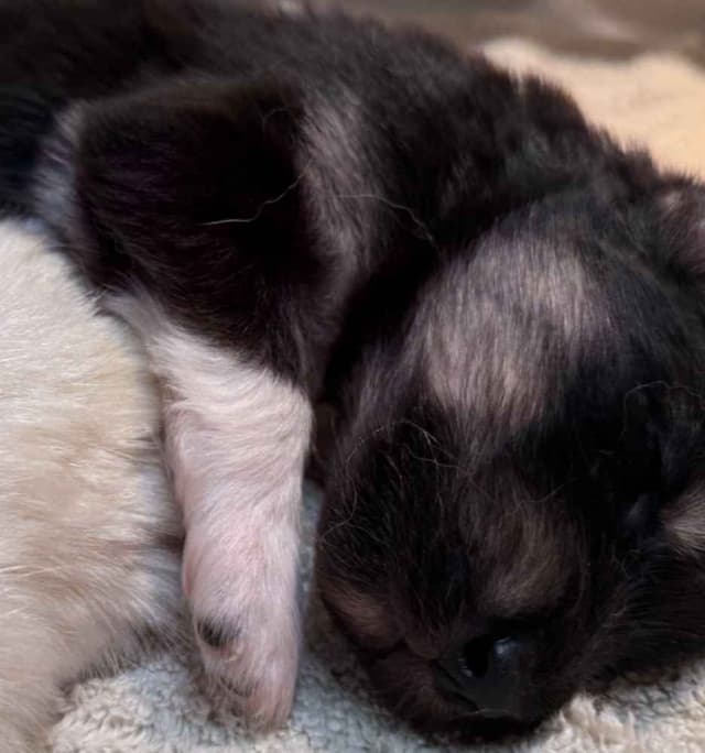 OFA Alaskan Malamute Pups media 6