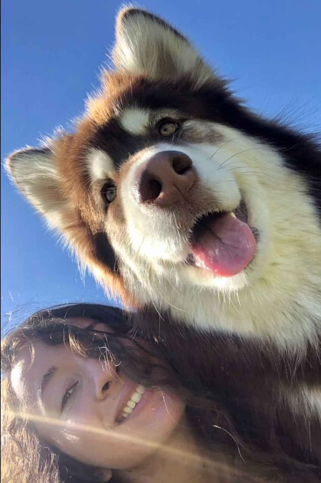 OFA Alaskan Malamute Pups media 3