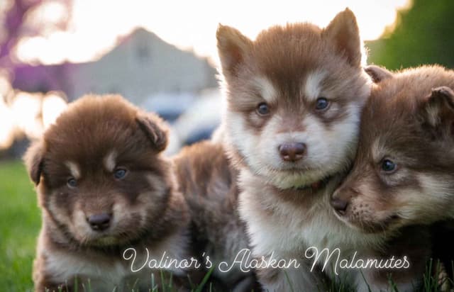 OFA Alaskan Malamute Pups media 7