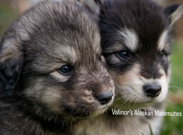 OFA Alaskan Malamute Pups media 8