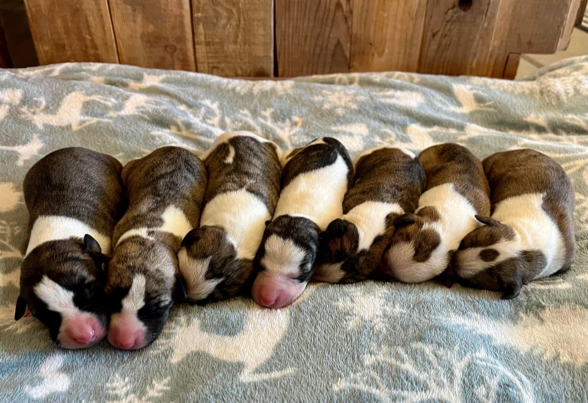 Whippet Puppies breeder image 1