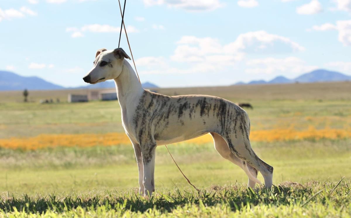 Whippet Puppies breeder image 3