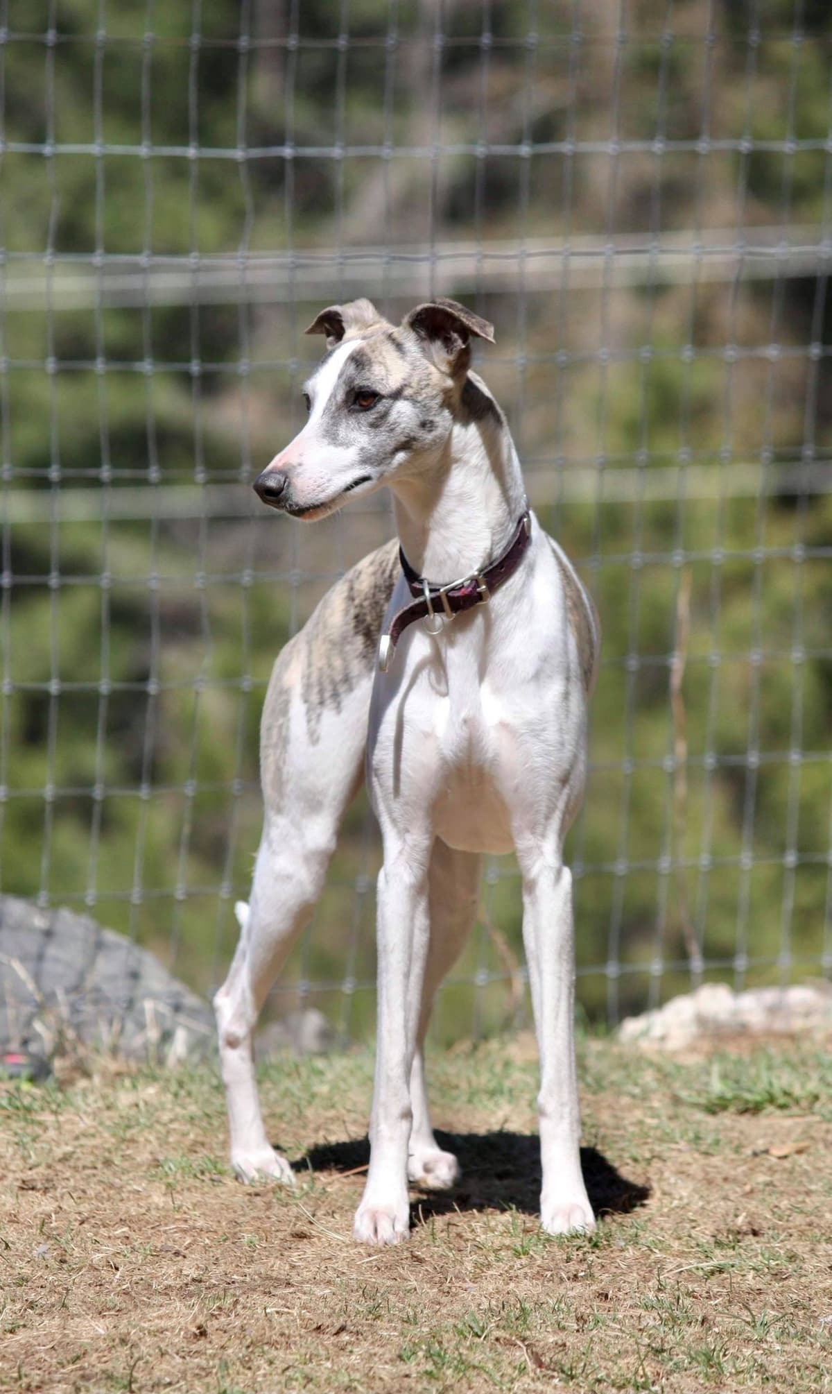 Whippet Puppies breeder image 4