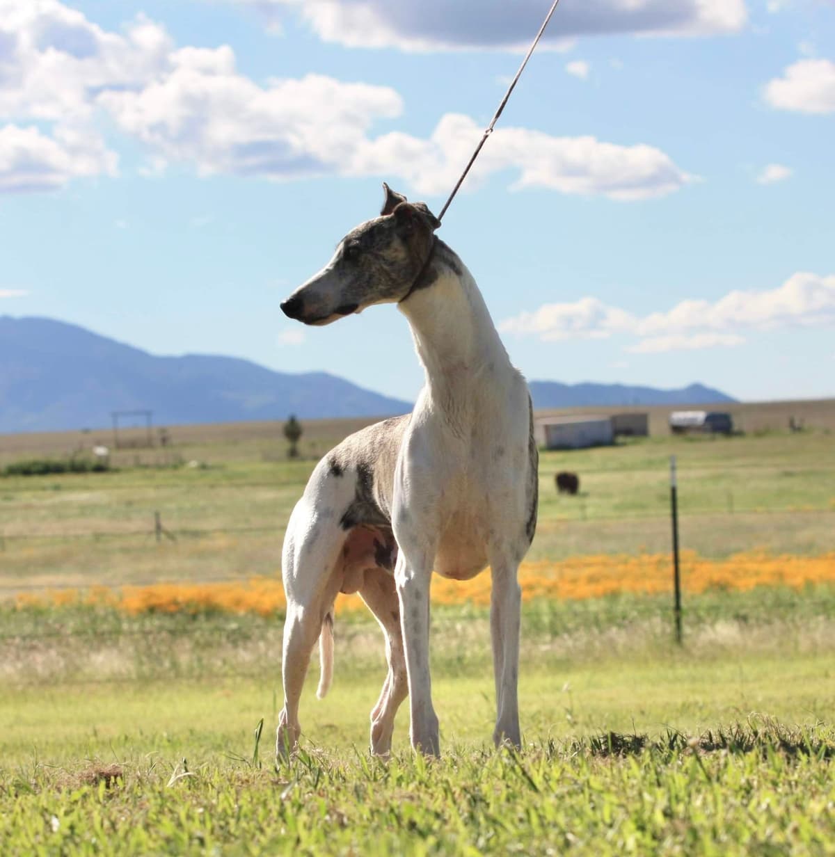 Whippet Puppies breeder image 6