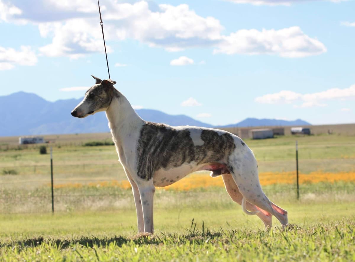 Whippet Puppies breeder image 7