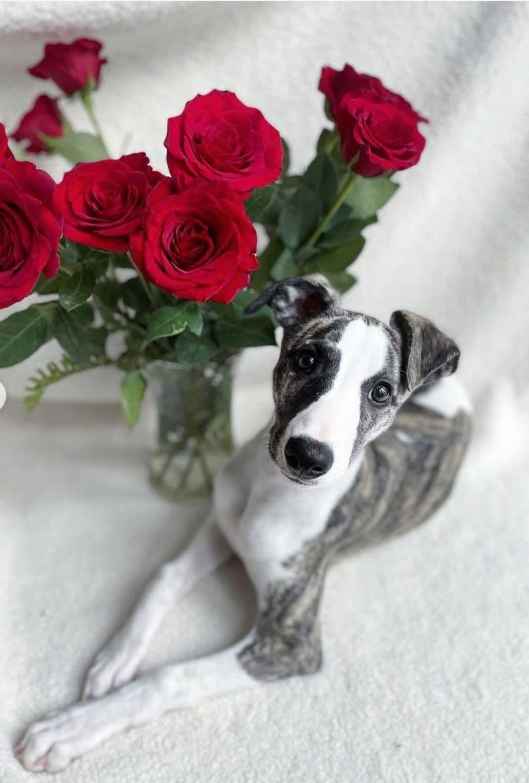 Whippet Puppies breeder image 8
