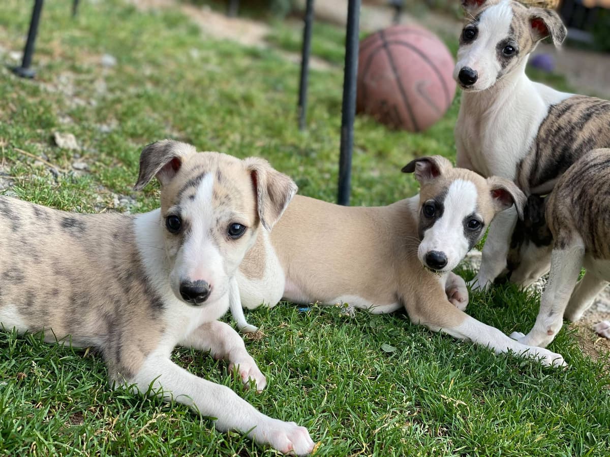 Whippet Puppies breeder image 10