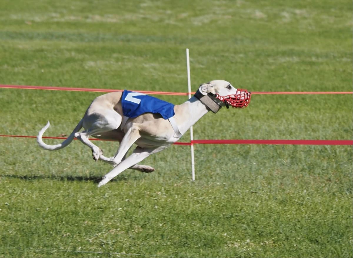 Whippet Puppies breeder image 11