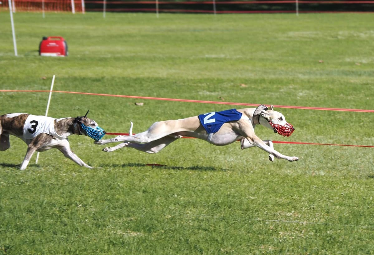 Whippet Puppies breeder image 12