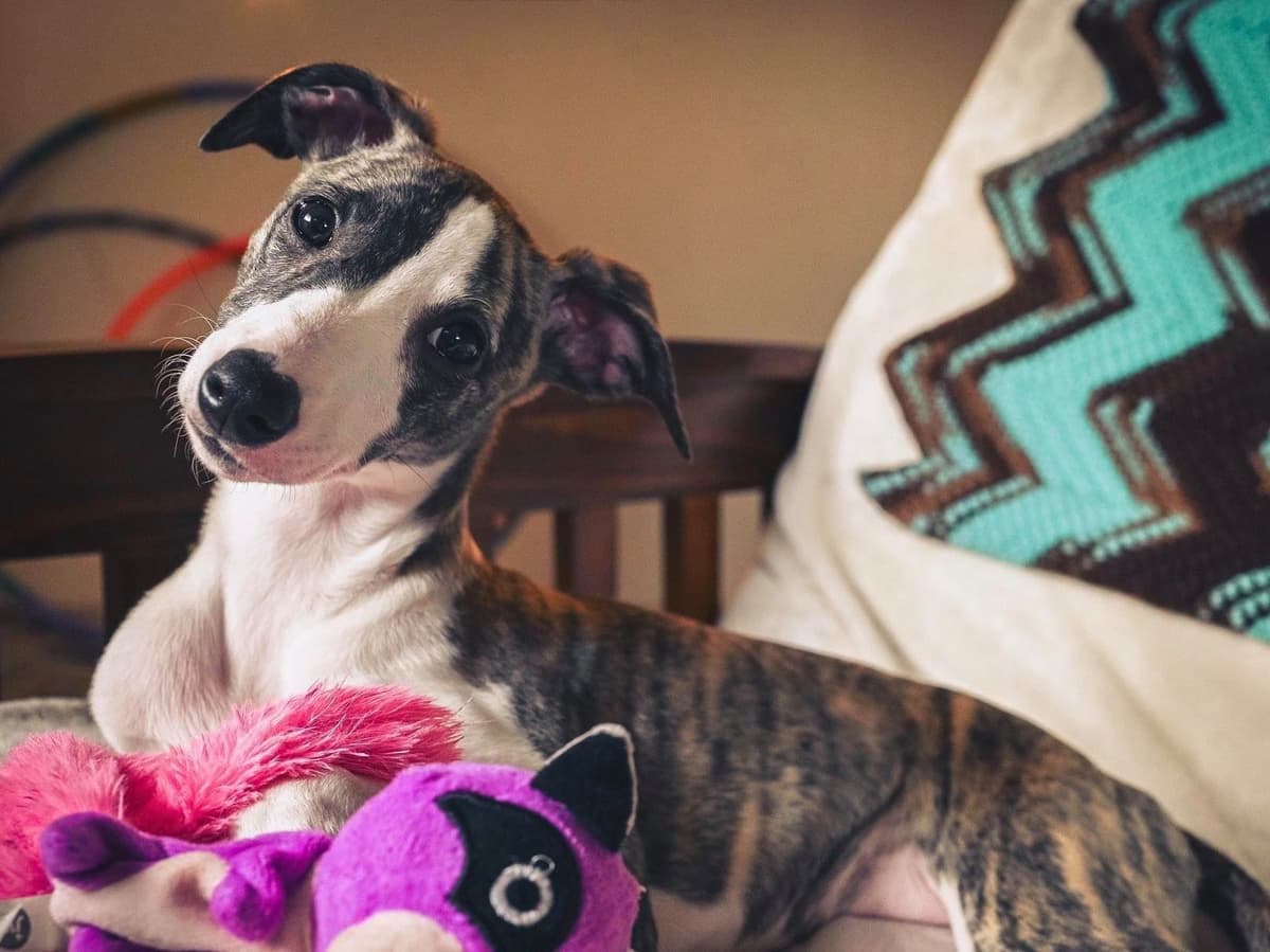 Whippet Puppies breeder image 15