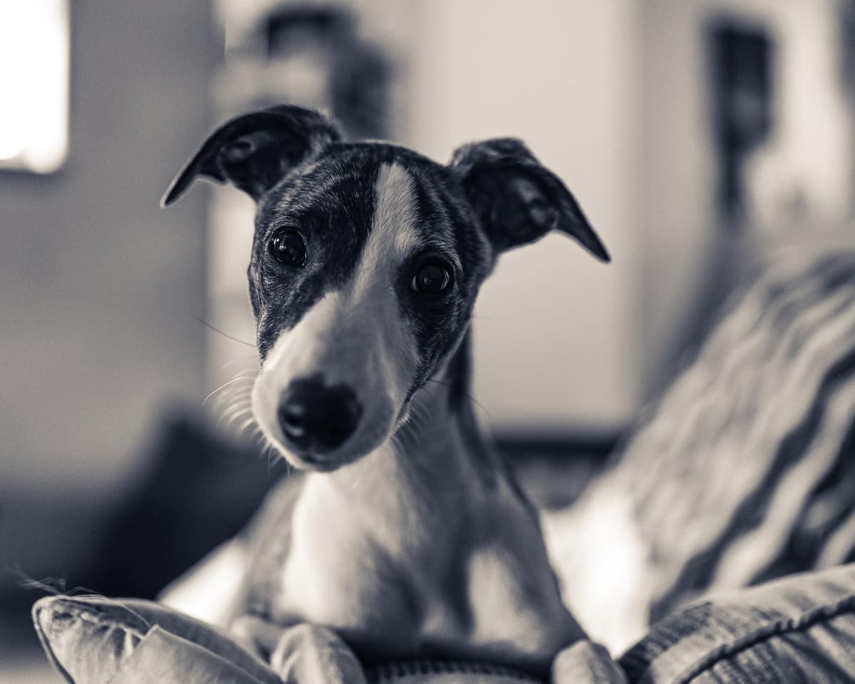 Whippet Puppies breeder image 16