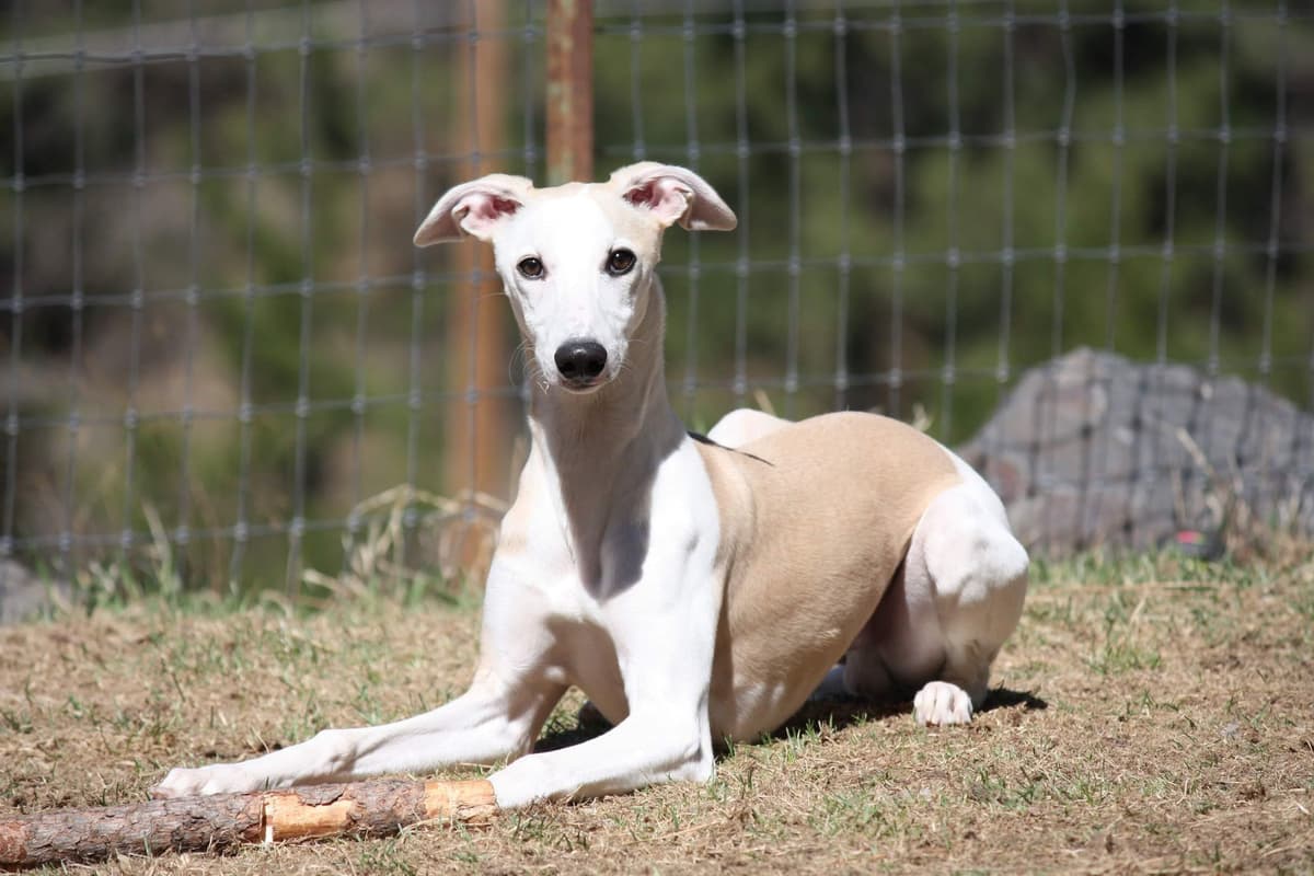 Whippet Puppies breeder image 17