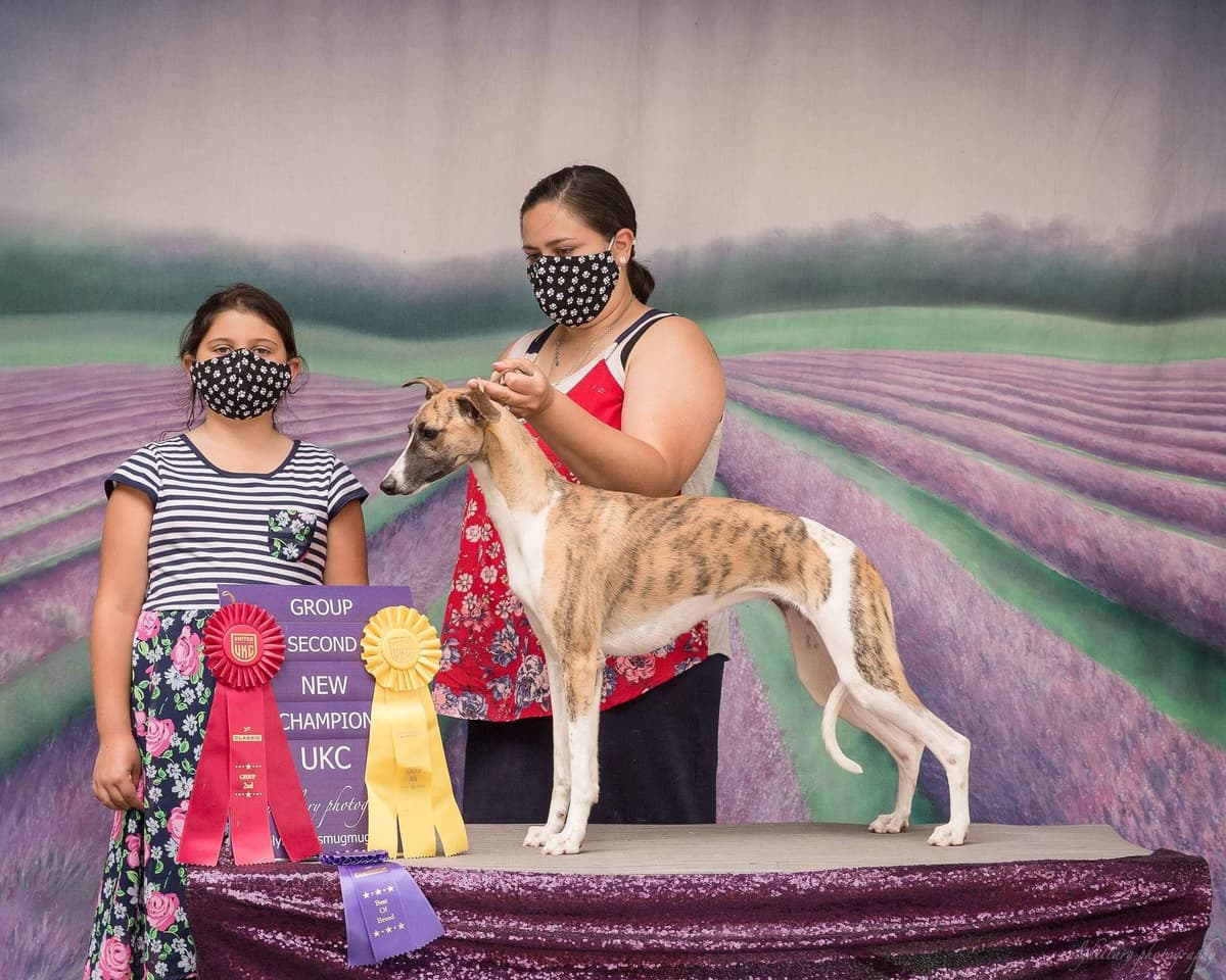 Whippet Puppies breeder image 19