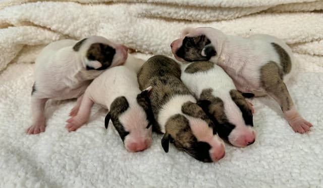 Whippet Puppies media 2
