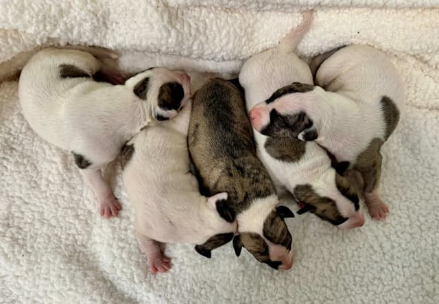 Whippet Puppies media 3