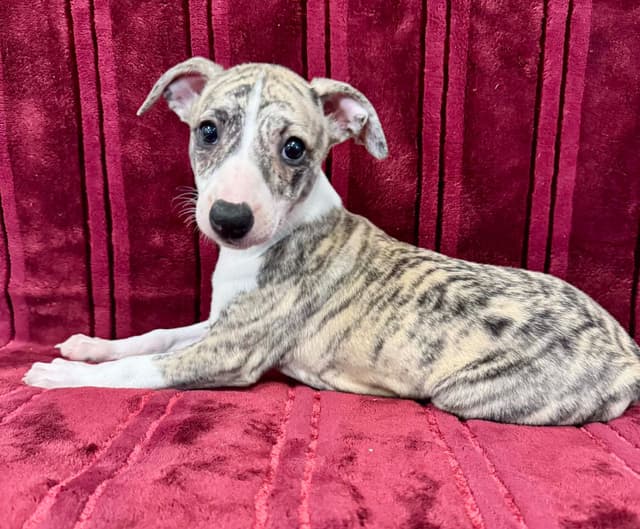 Whippet Puppies media 4