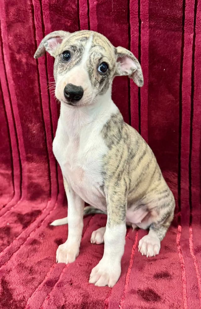 Whippet Puppies media 5