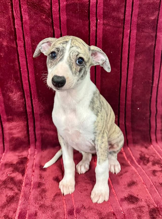 Whippet Puppies media 6