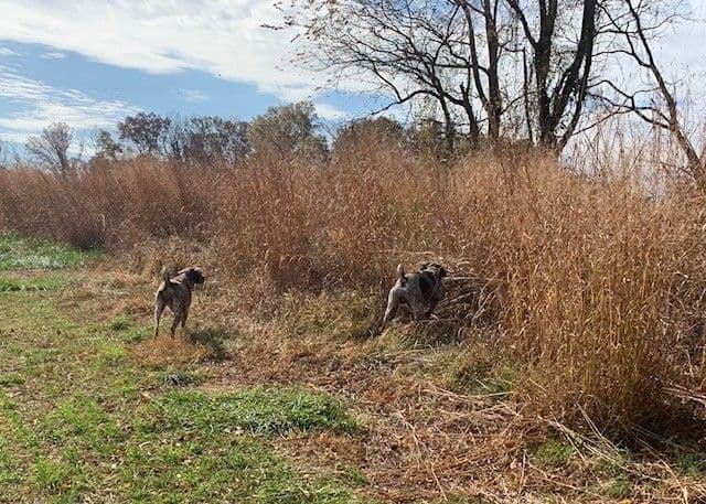German Shorthaired Pointer Puppies - 1 male and 1 female available media 2