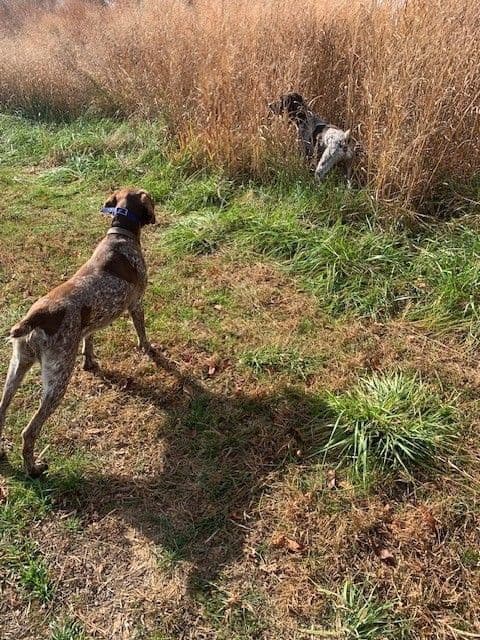 German Shorthaired Pointer Puppies - 1 male and 1 female available media 3