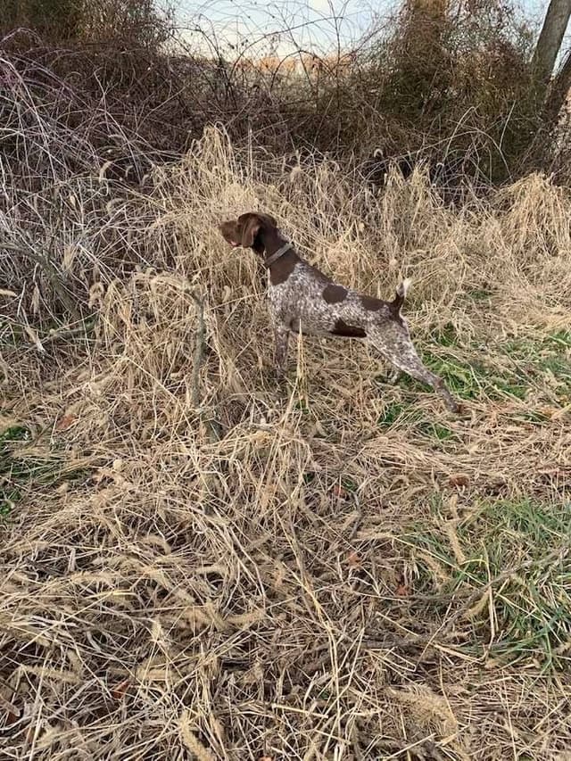 German Shorthaired Pointer Puppies - 1 male and 1 female available media 4