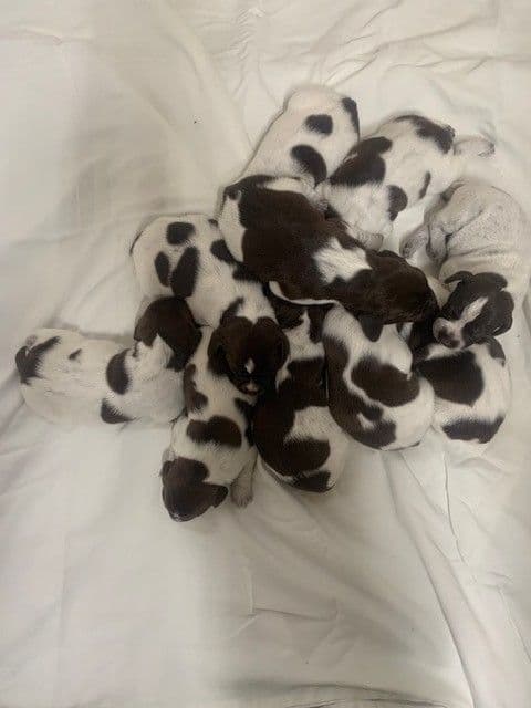 German Shorthaired Pointer Puppies - 1 male and 1 female available media 5