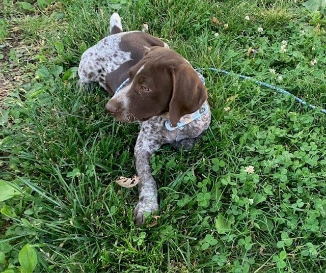 German Shorthaired Pointer Puppies - 1 male and 1 female available media 6