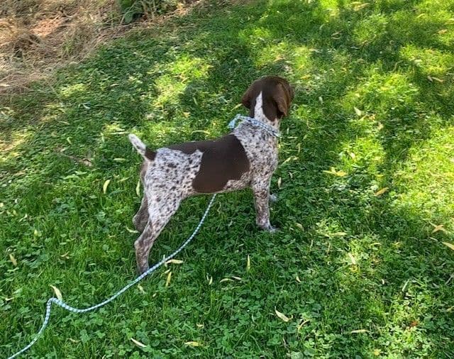 German Shorthaired Pointer Puppies - 1 male and 1 female available media 7