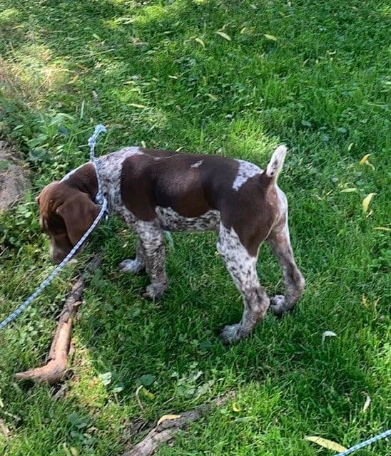 German Shorthaired Pointer Puppies - 1 male and 1 female available media 8