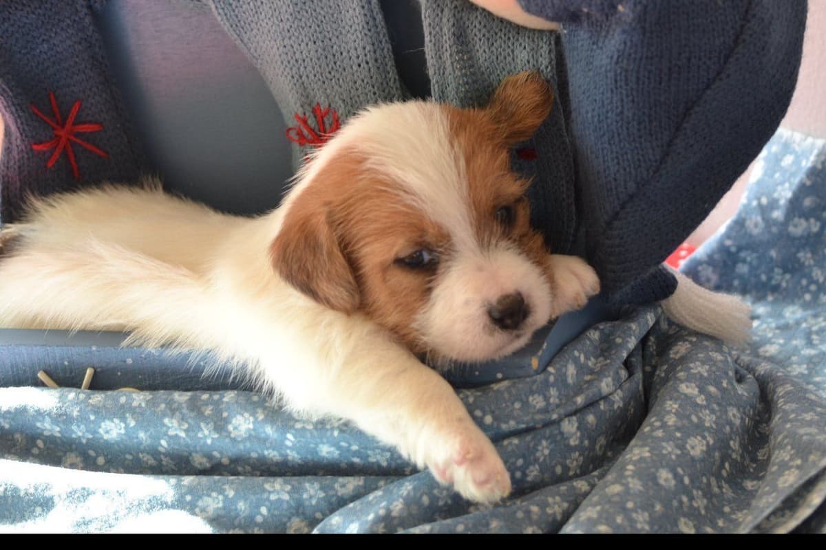 Russell Terrier Puppies breeder image 3