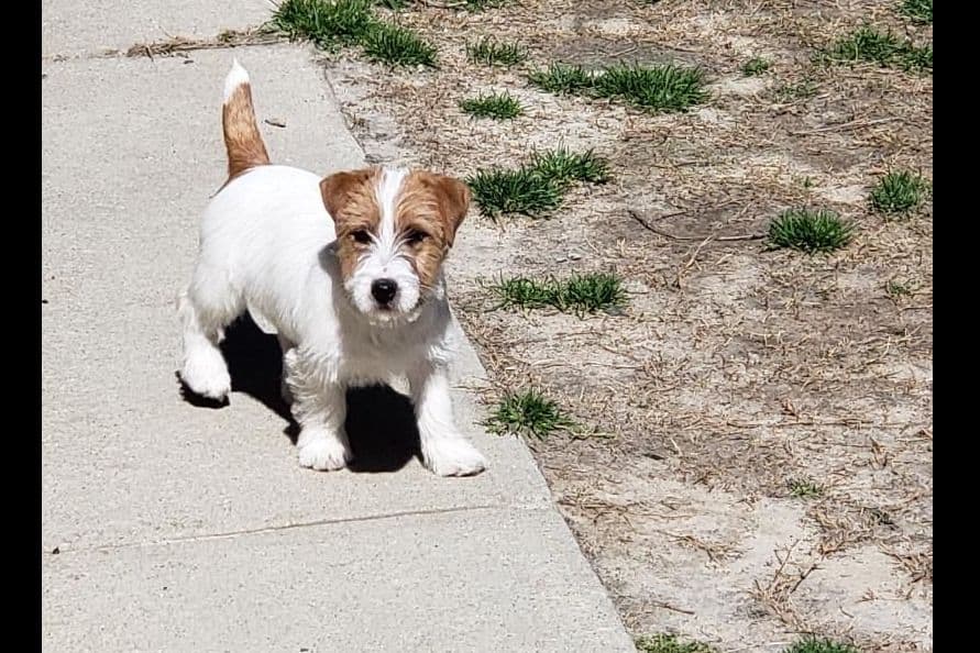 Russell Terrier Puppies breeder image 2