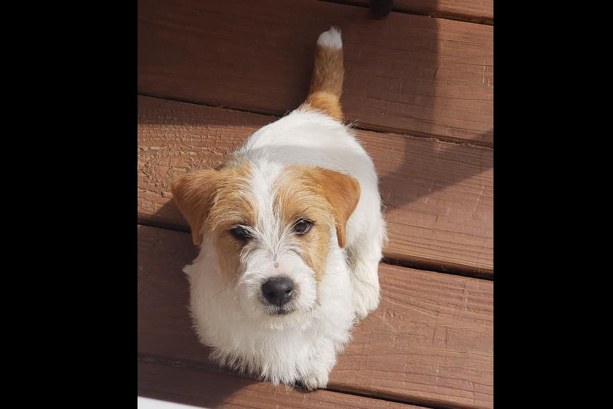 Russell Terrier Puppies breeder image 4
