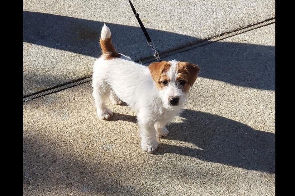 Russell Terrier Puppies breeder image 1