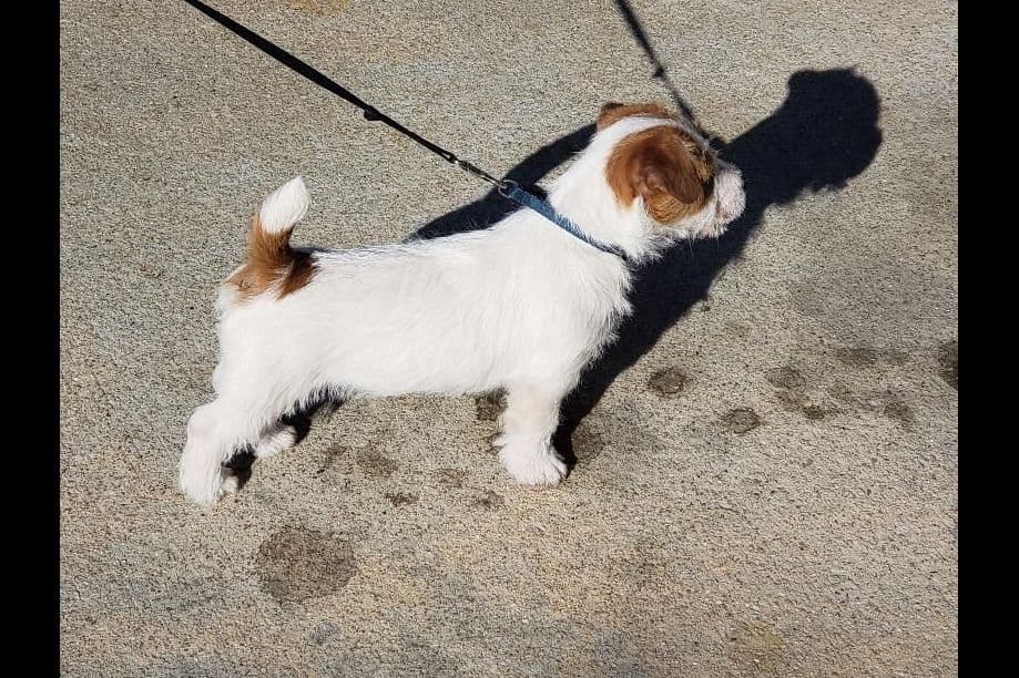 Russell Terrier Puppies breeder image 5