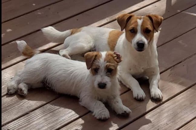 Russell Terrier Puppies breeder image 6