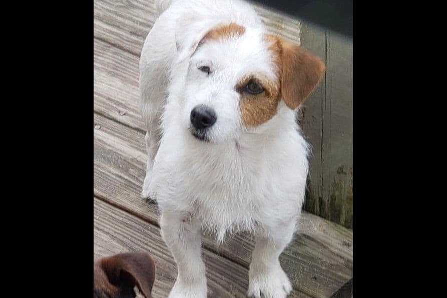 Russell Terrier Puppies breeder image 7
