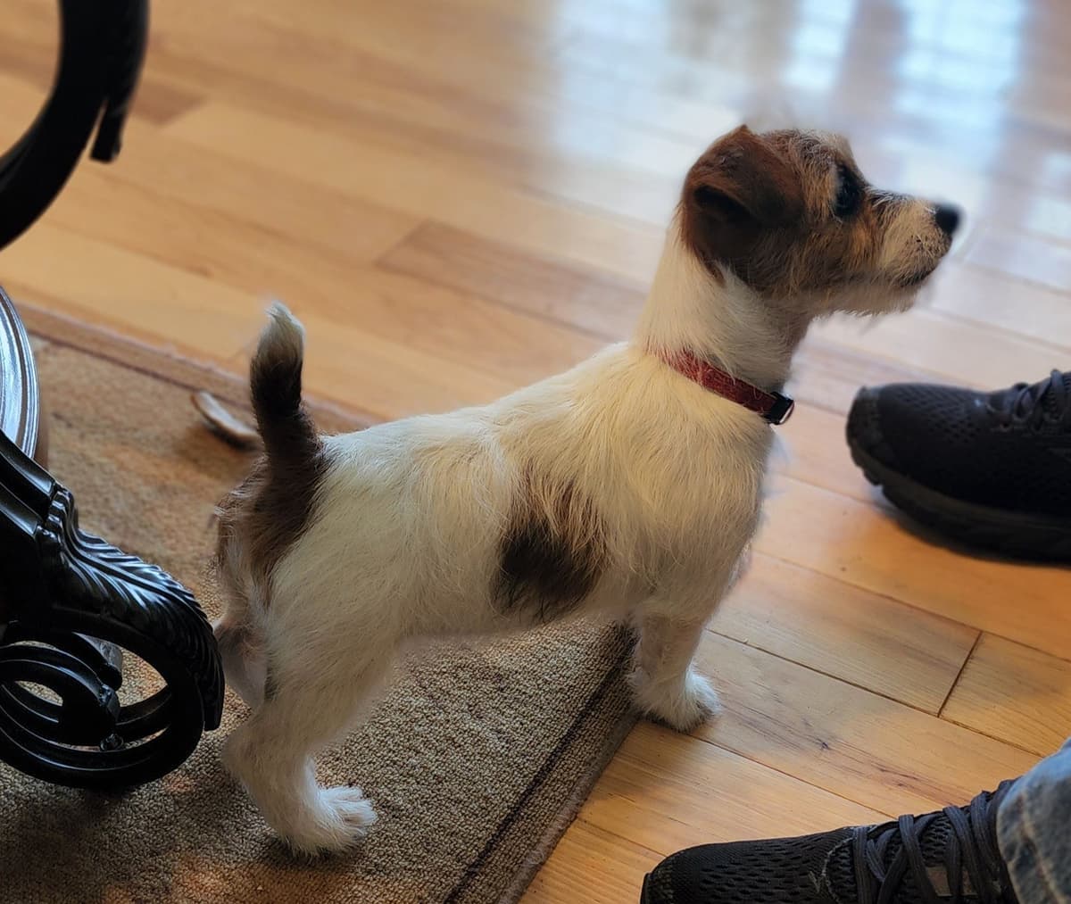 Russell Terrier Puppies breeder image 10