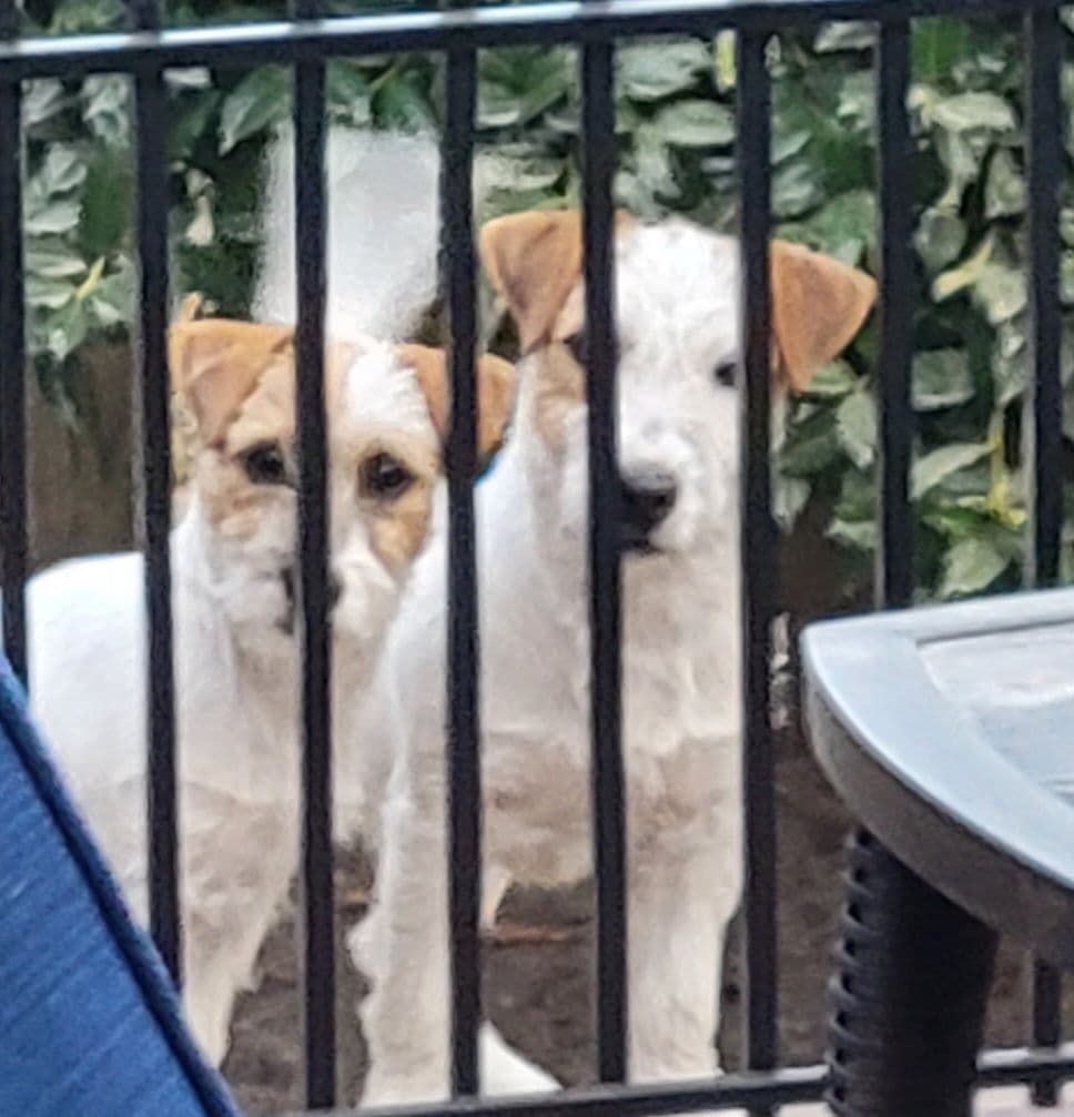 Russell Terrier Puppies breeder image 11