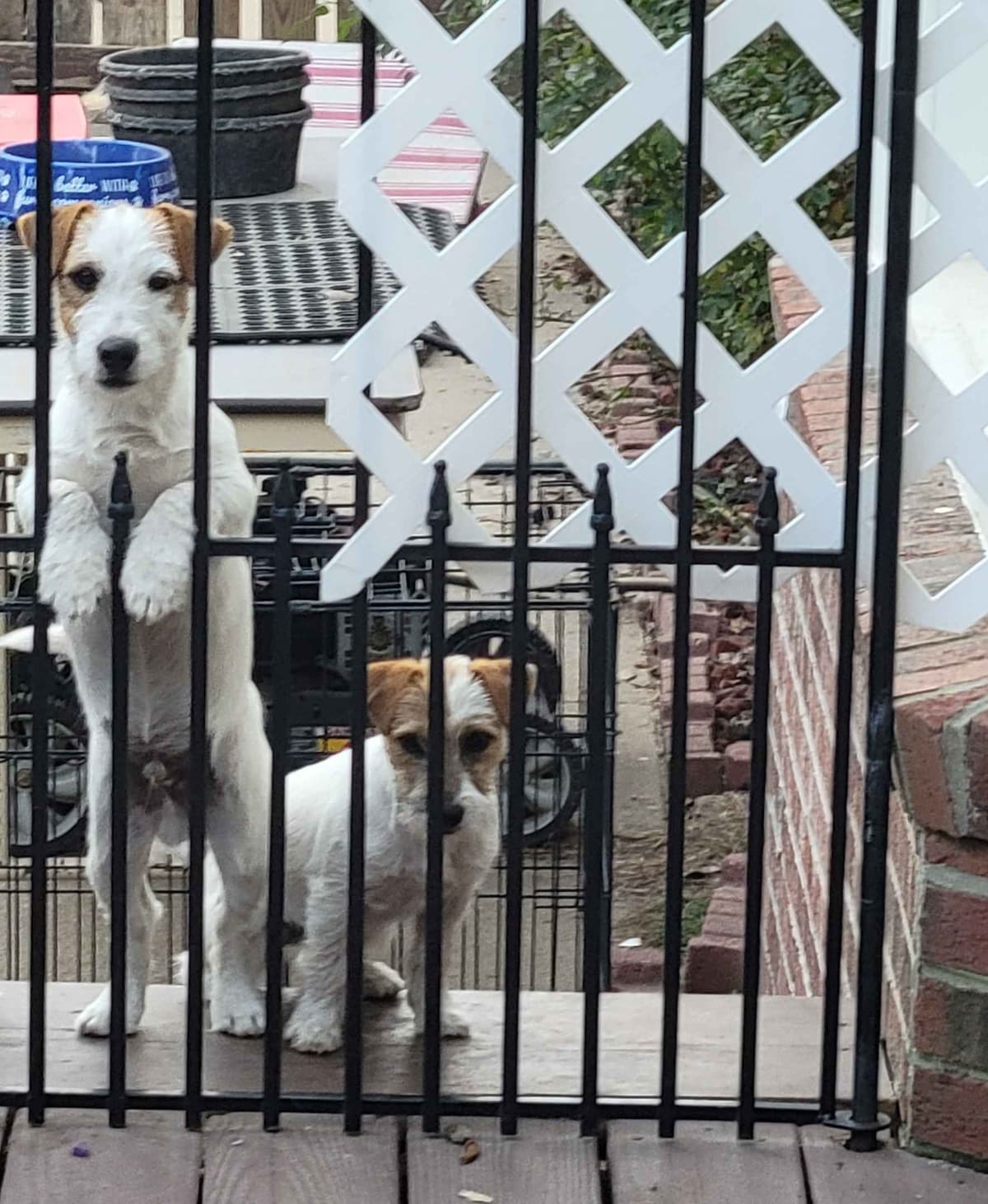Russell Terrier Puppies breeder image 13