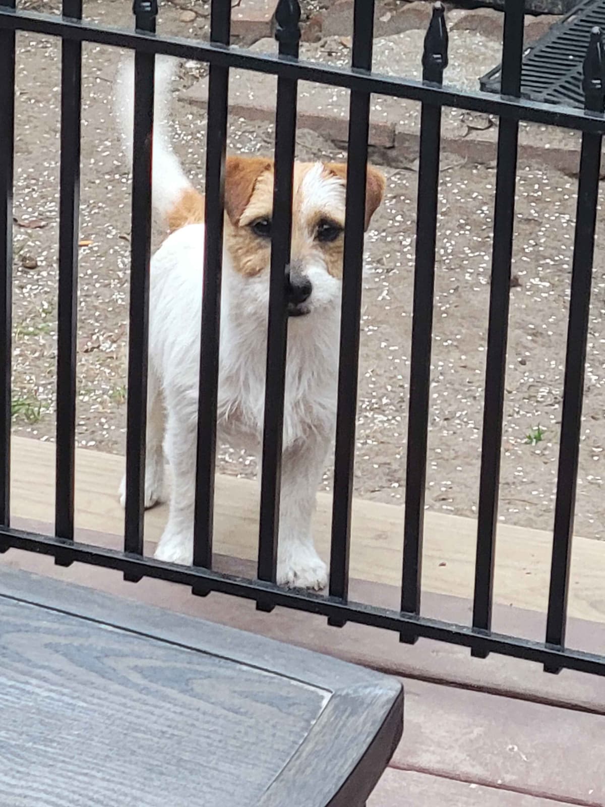 Russell Terrier Puppies breeder image 14