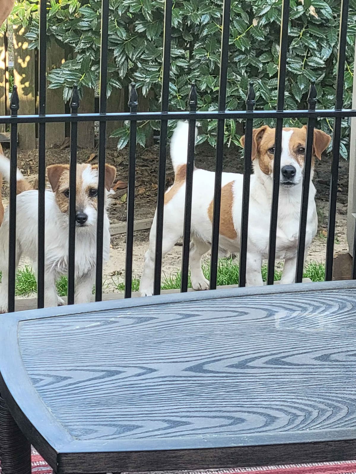 Russell Terrier Puppies breeder image 15