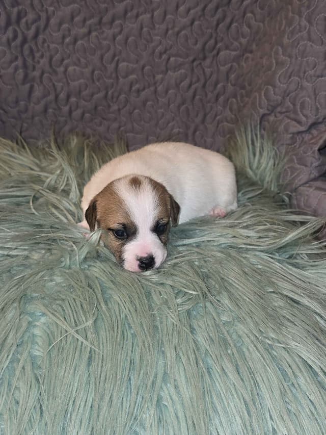 Russell Terrier Puppies media 2