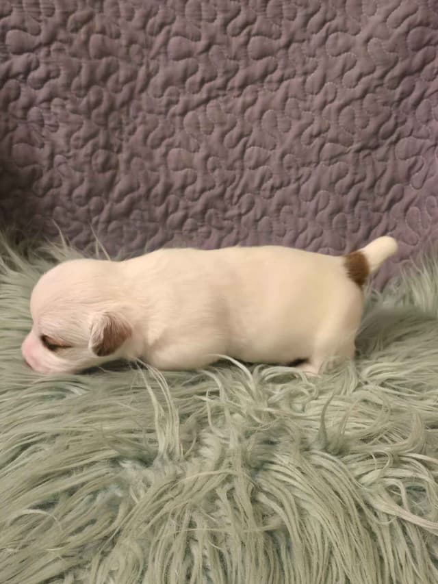 Russell Terrier Puppies media 3
